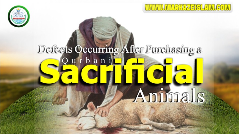 Animals for Qurbani becomes defective after purchase?
