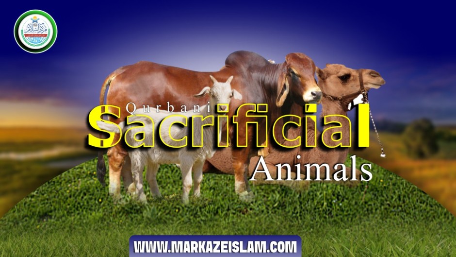 Animals for Qurbani (Sacrifice)